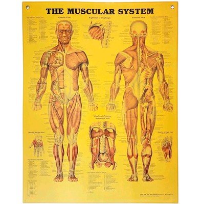 1997 Muscular System Anatomical Chart Laminated Poster Medical Hospital GstRm
